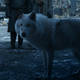 Image for article titled Who ate best on this week’s Game Of Thrones? (Season 8, episode 5)